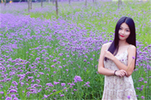 上海如何应对突发的登革热疫情？